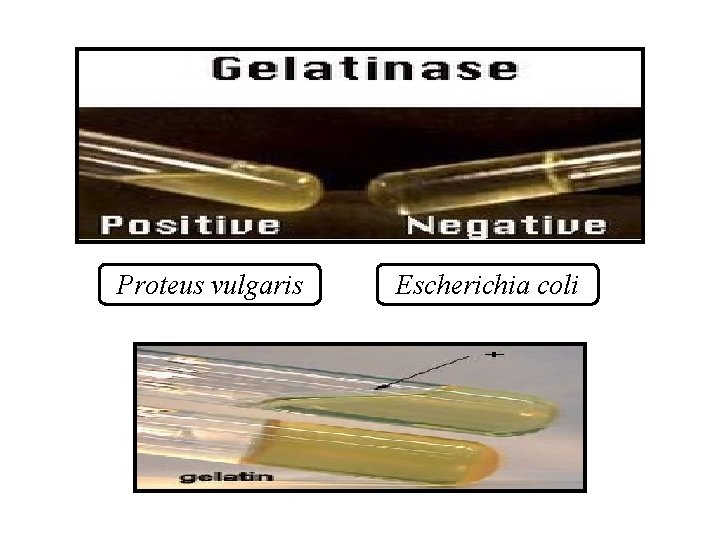 Proteus vulgaris Escherichia coli 