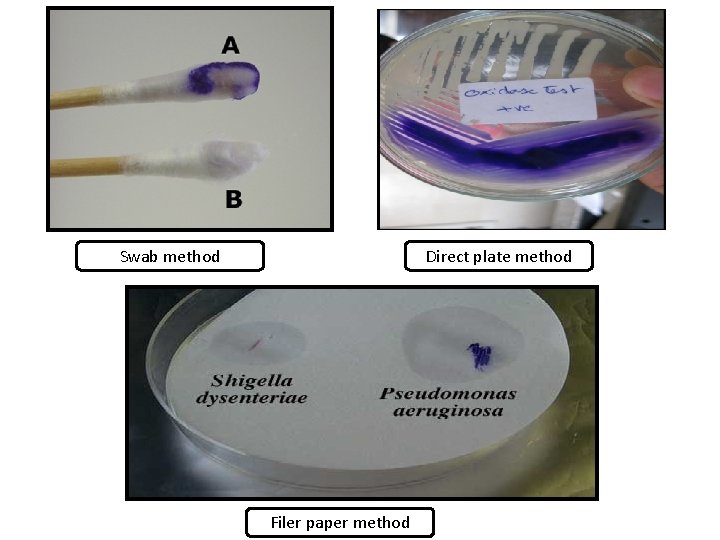 Swab method Direct plate method Filer paper method 