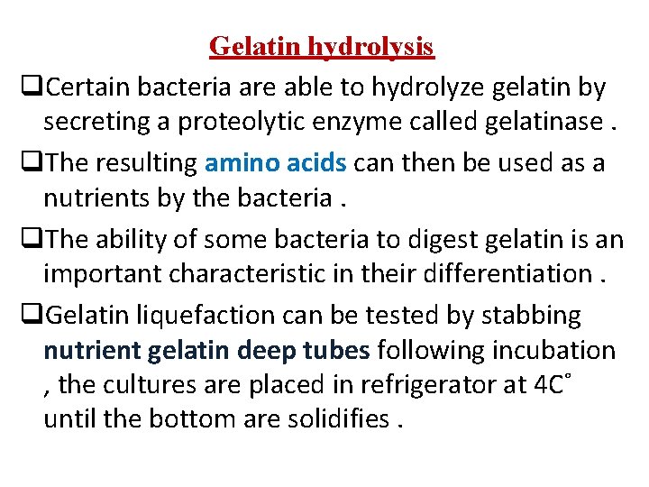 Gelatin hydrolysis q. Certain bacteria are able to hydrolyze gelatin by secreting a proteolytic