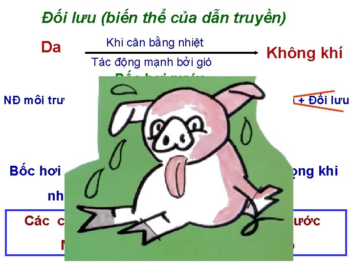 Đối lưu (biến thể của dẫn truyền) Da Khi cân bằng nhiệt Tác động