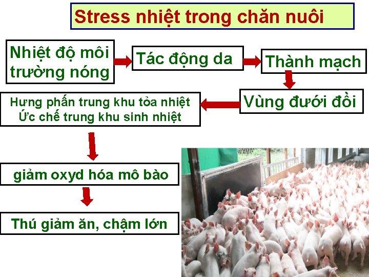 Stress nhiệt trong chăn nuôi Nhiệt độ môi trường nóng Tác động da Hưng