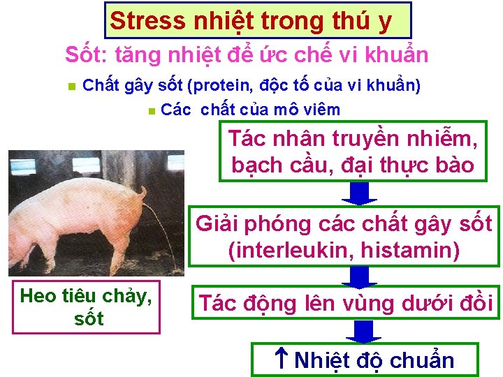 Stress nhiệt trong thú y Sốt: tăng nhiệt để ức chế vi khuẩn n