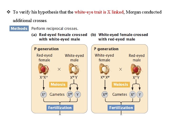 v To verify his hypothesis that the white-eye trait is X linked, Morgan conducted