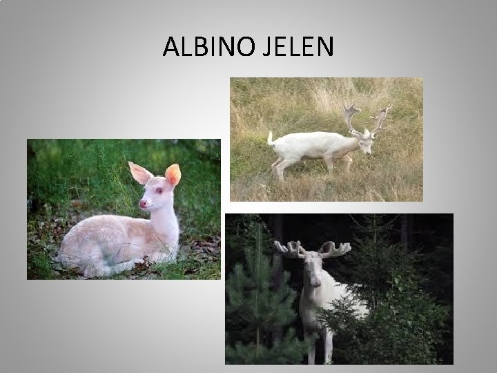 ALBINO JELEN 