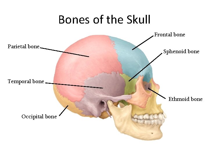 Bones of the Skull Frontal bone Parietal bone Sphenoid bone Temporal bone Ethmoid bone