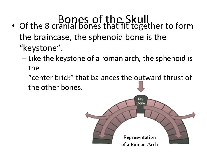  • Bones of the Skull Of the 8 cranial bones that fit together