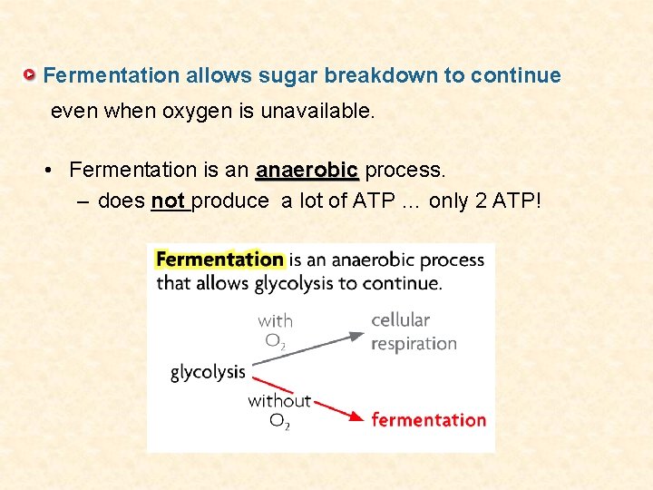 Fermentation allows sugar breakdown to continue even when oxygen is unavailable. • Fermentation is