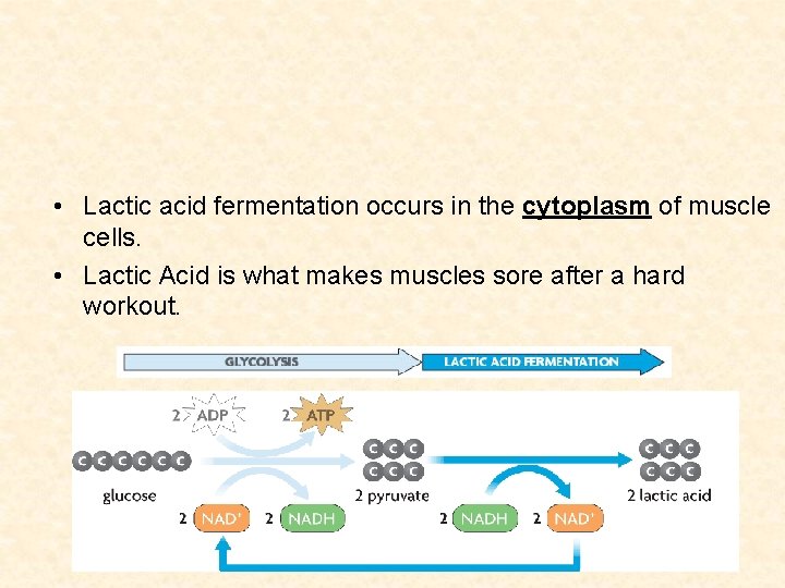  • Lactic acid fermentation occurs in the cytoplasm of muscle cells. • Lactic