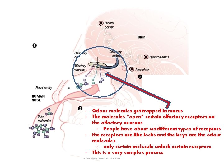 - - - Odour molecules get trapped in mucus The molecules “open” certain olfactory
