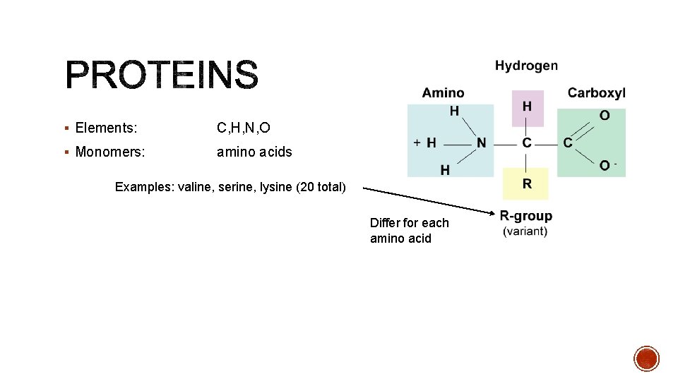 § Elements: C, H, N, O § Monomers: amino acids Examples: valine, serine, lysine