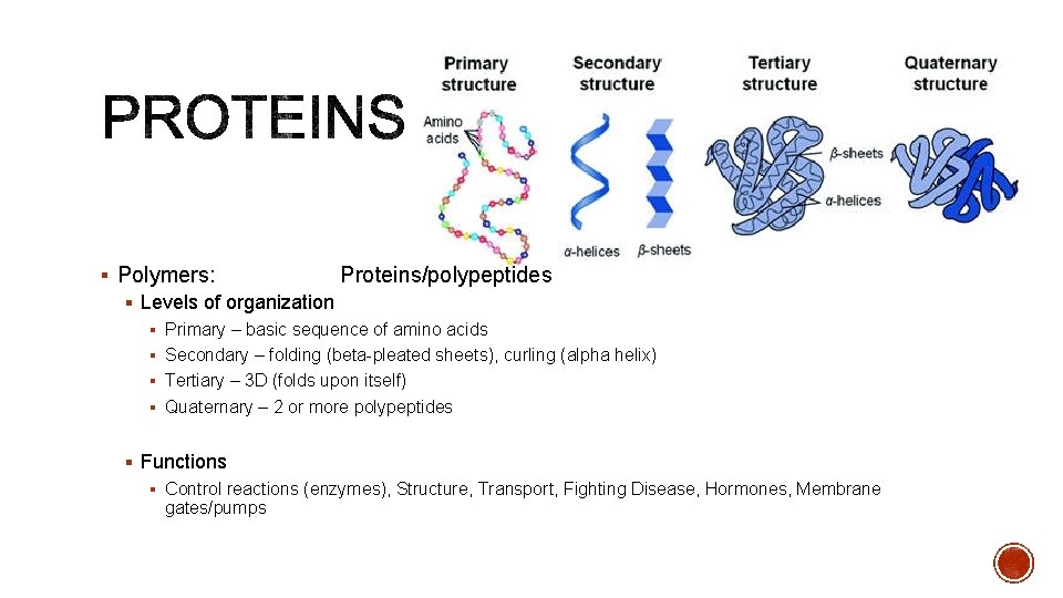 § Polymers: Proteins/polypeptides § Levels of organization § Primary – basic sequence of amino