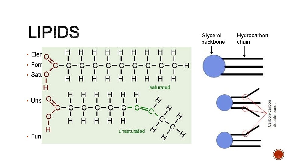 Glycerol backbone § Elements: C, H, O § Forms: fats, waxes, oils, triglycerides §