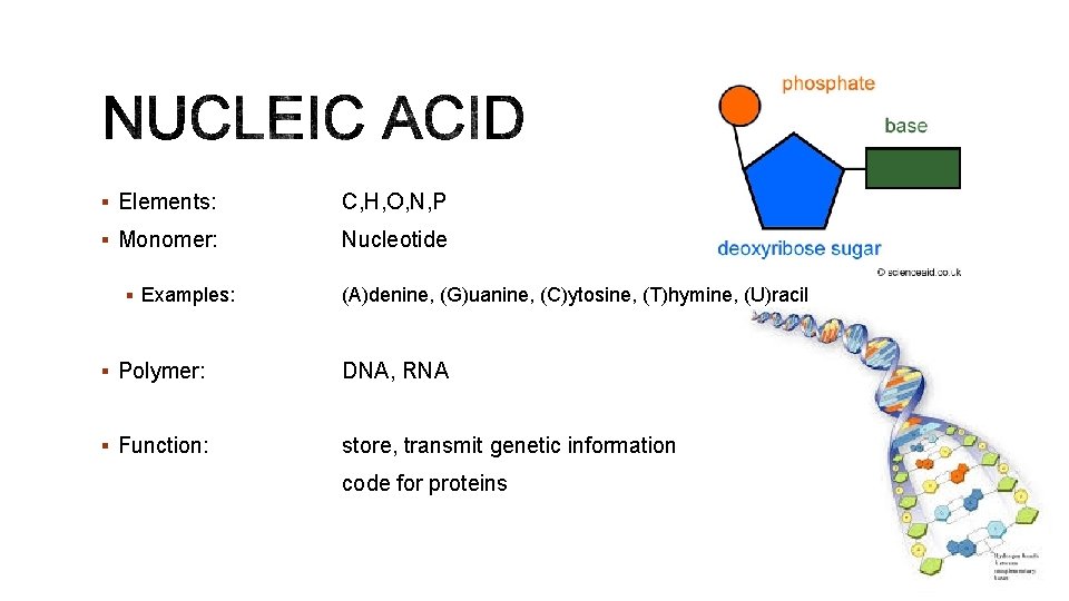 § Elements: C, H, O, N, P § Monomer: Nucleotide § Examples: (A)denine, (G)uanine,