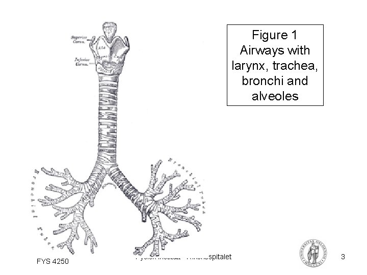 Figure 1 Airways with larynx, trachea, bronchi and alveoles FYS 4250 Fysisk institutt -