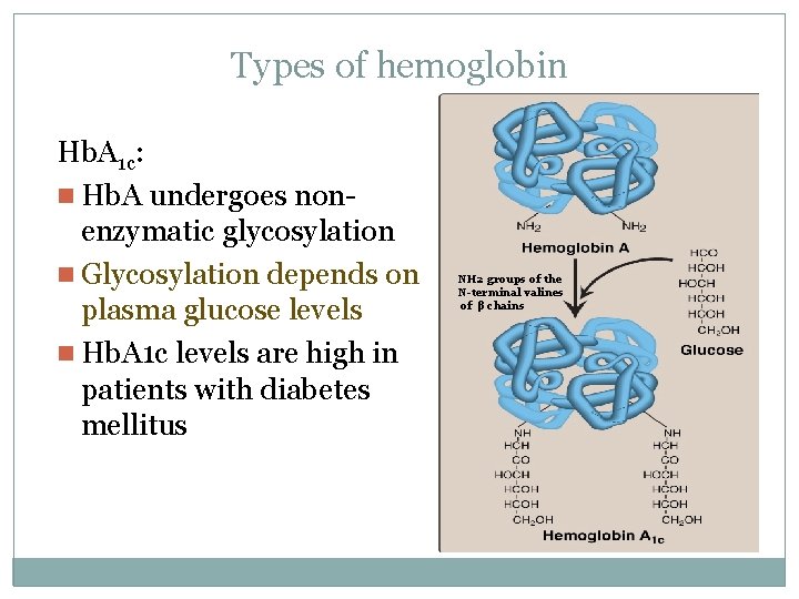 Types of hemoglobin Hb. A 1 c: n Hb. A undergoes nonenzymatic glycosylation n
