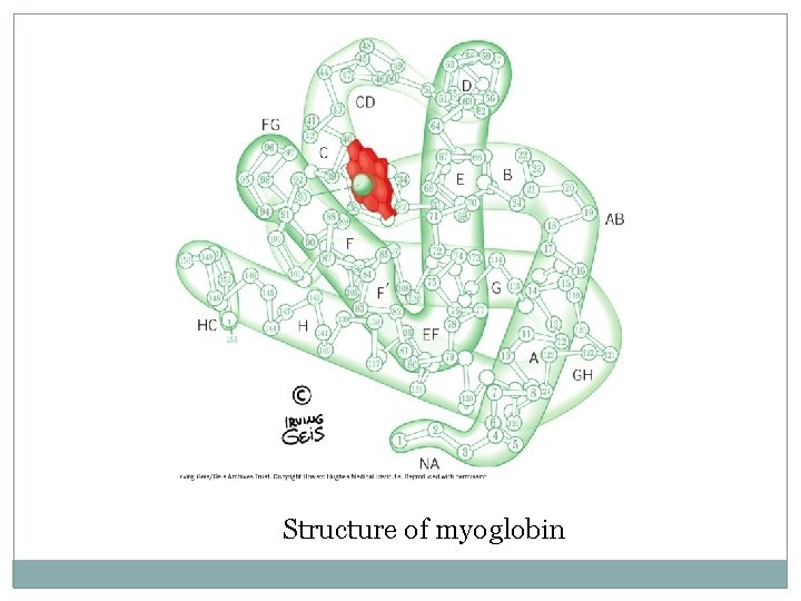 Structure of myoglobin 