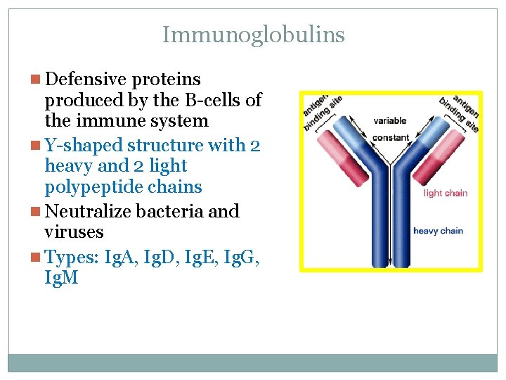 Immunoglobulins n Defensive proteins produced by the B-cells of the immune system n Y-shaped