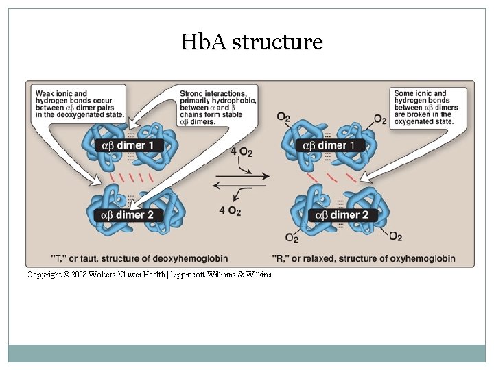 Hb. A structure Oxygen binding to hemoglobin 