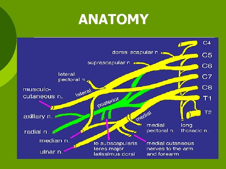 ANATOMY 