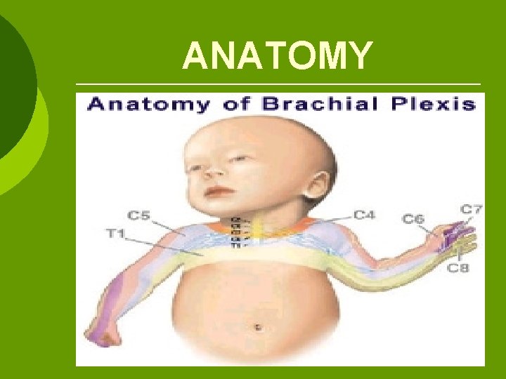 ANATOMY 