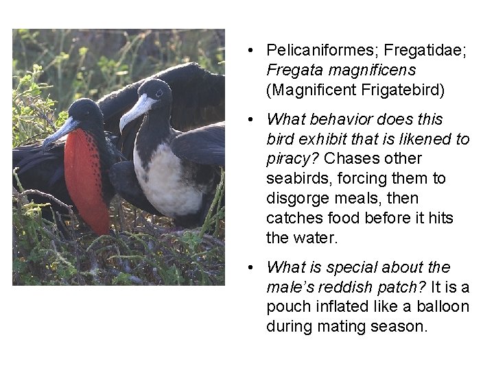  • Pelicaniformes; Fregatidae; Fregata magnificens (Magnificent Frigatebird) • What behavior does this bird