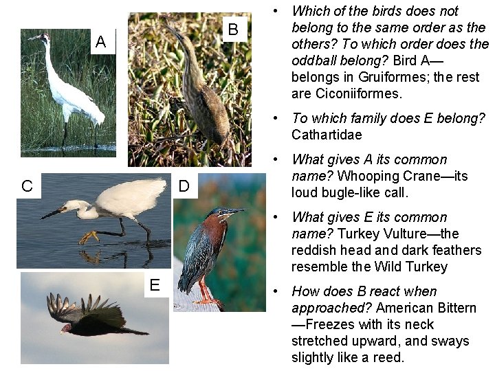 B A • Which of the birds does not belong to the same order