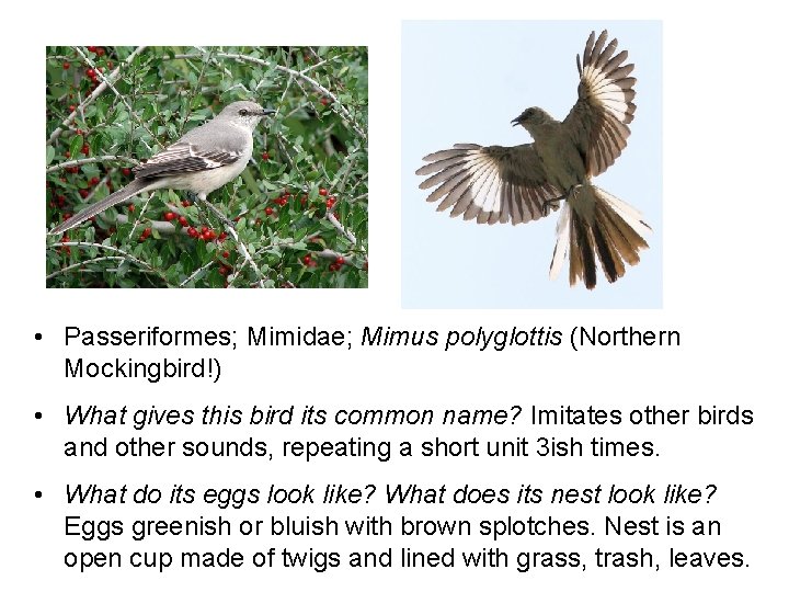  • Passeriformes; Mimidae; Mimus polyglottis (Northern (Not a Stantiozand) Mockingbird!) • What gives