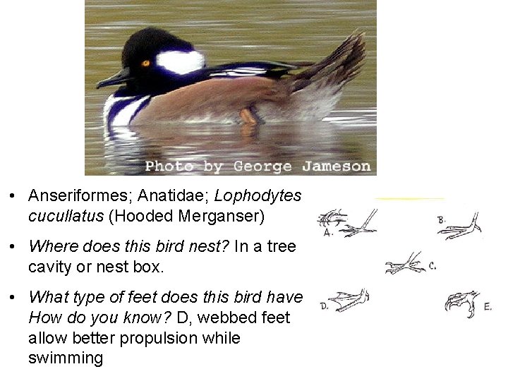  • Anseriformes; Anatidae; Lophodytes cucullatus (Hooded Merganser) • Where does this bird nest?