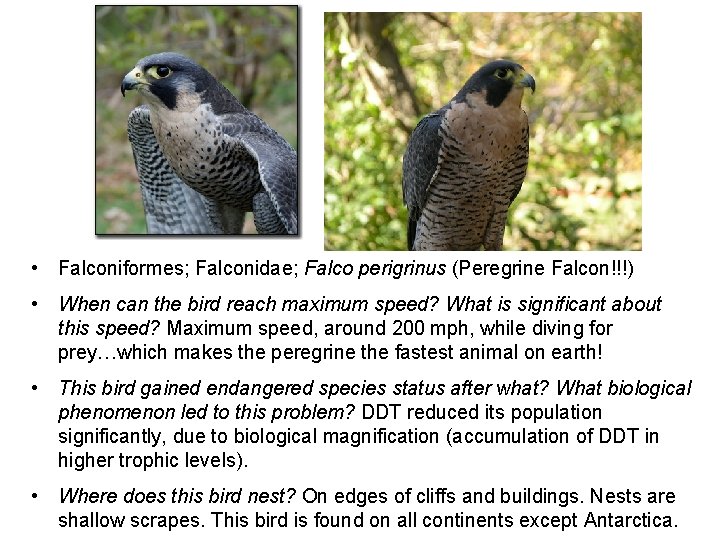  • Falconiformes; Falconidae; Falco perigrinus (Peregrine Falcon!!!) • When can the bird reach