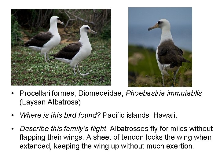  • Procellariiformes; Diomedeidae; Phoebastria immutablis (Laysan Albatross) • Where is this bird found?