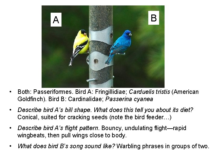 A B • Both: Passeriformes. Bird A: Fringillidiae; Carduelis tristis (American Goldfinch). Bird B: