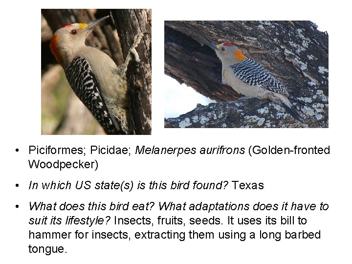  • Piciformes; Picidae; Melanerpes aurifrons (Golden-fronted Woodpecker) • In which US state(s) is