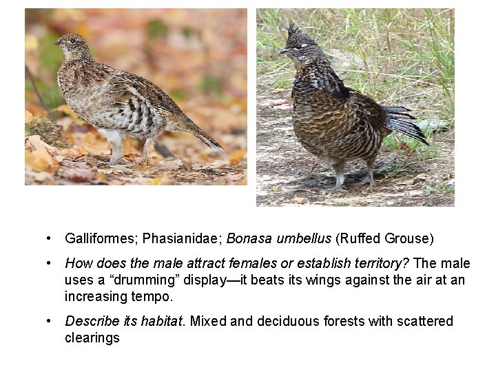  • Galliformes; Phasianidae; Bonasa umbellus (Ruffed Grouse) • How does the male attract