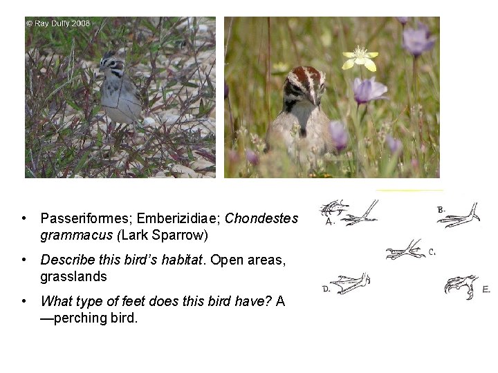  • Passeriformes; Emberizidiae; Chondestes grammacus (Lark Sparrow) • Describe this bird’s habitat. Open