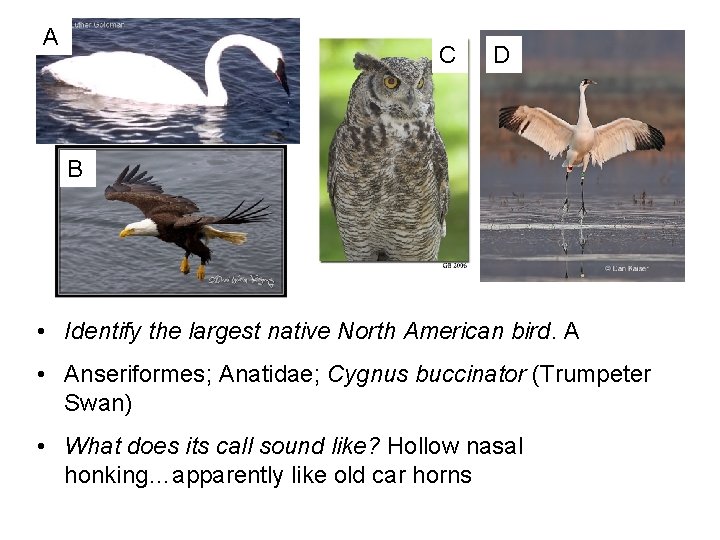 A C D B • Identify the largest native North American bird. A •