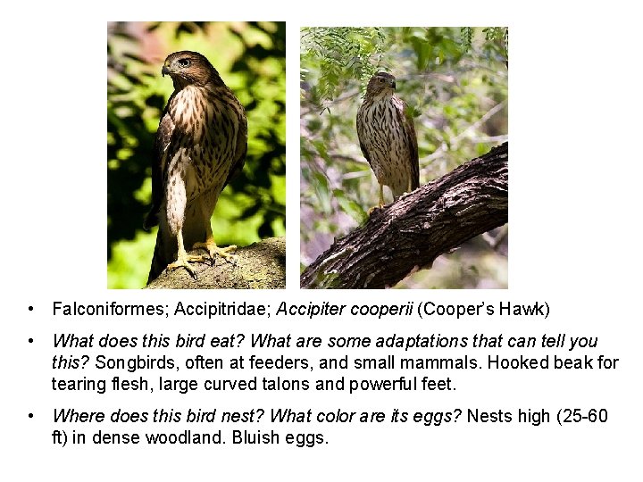  • Falconiformes; Accipitridae; Accipiter cooperii (Cooper’s Hawk) • What does this bird eat?