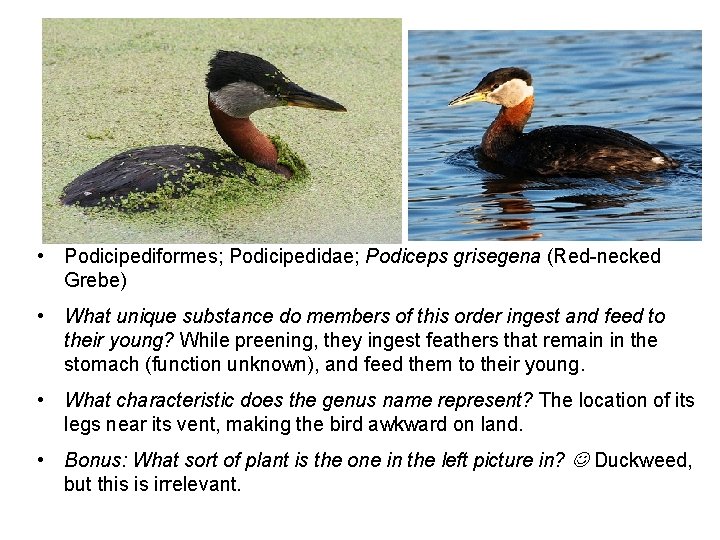  • Podicipediformes; Podicipedidae; Podiceps grisegena (Red-necked Grebe) • What unique substance do members