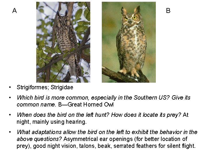 A B • Strigiformes; Strigidae • Which bird is more common, especially in the