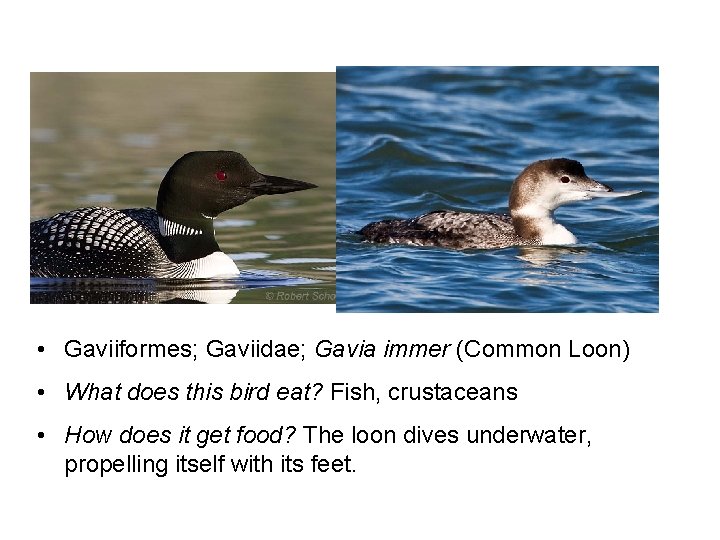  • Gaviiformes; Gaviidae; Gavia immer (Common Loon) • What does this bird eat?