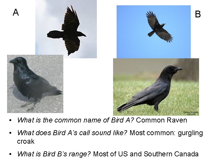 A B • What is the common name of Bird A? Common Raven •