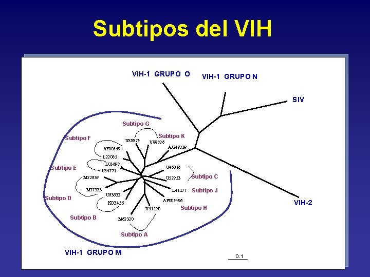 Subtipos del VIH-1 GRUPO O VIH-1 GRUPO N SIV Subtipo G Subtipo F Subtipo