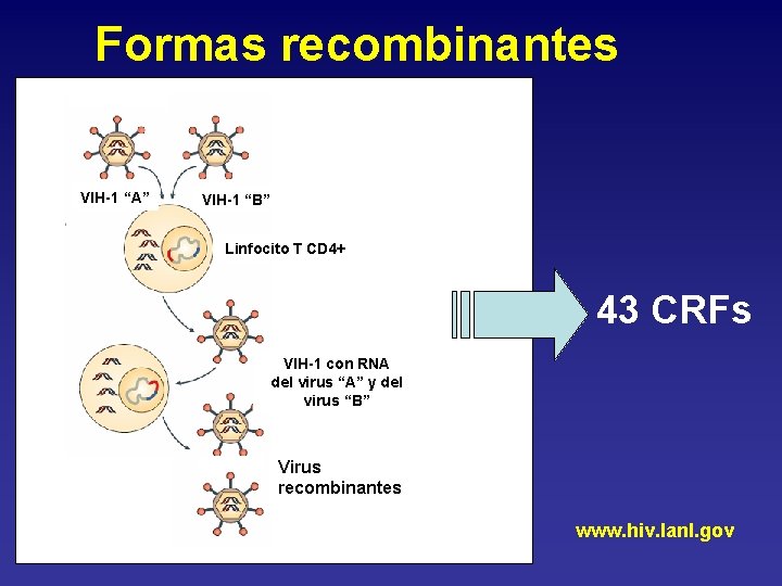 Formas recombinantes VIH-1 “A” VIH-1 “B” Linfocito T CD 4+ 43 CRFs VIH-1 con