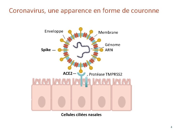 Coronavirus, une apparence en forme de couronne 4 