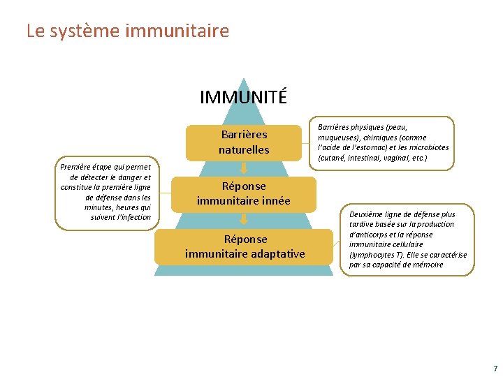 Le système immunitaire IMMUNITÉ Barrières naturelles Première étape qui permet de détecter le danger