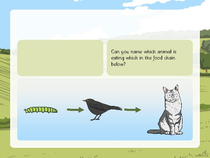 Can you name which animal is eating which in the food chain below? 