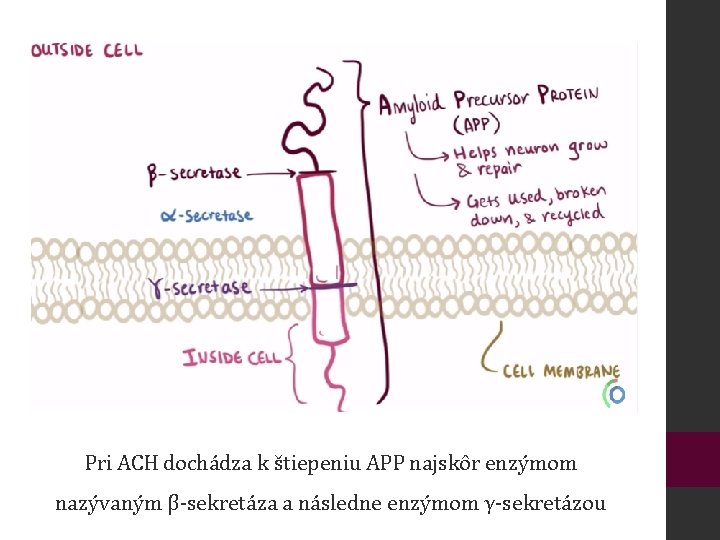 Pri ACH dochádza k štiepeniu APP najskôr enzýmom nazývaným β-sekretáza a následne enzýmom γ-sekretázou