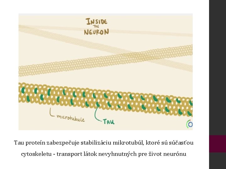 Tau proteín zabezpečuje stabilizáciu mikrotubúl, ktoré sú súčasťou cytoskeletu - transport látok nevyhnutných pre