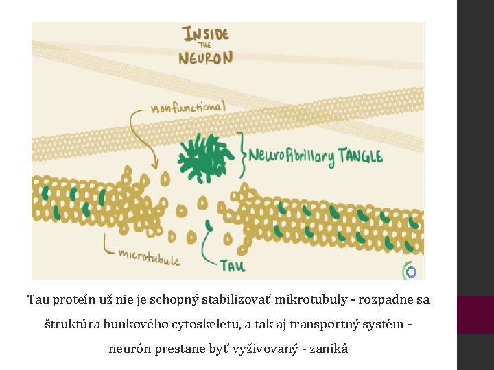 Tau proteín už nie je schopný stabilizovať mikrotubuly - rozpadne sa štruktúra bunkového cytoskeletu,