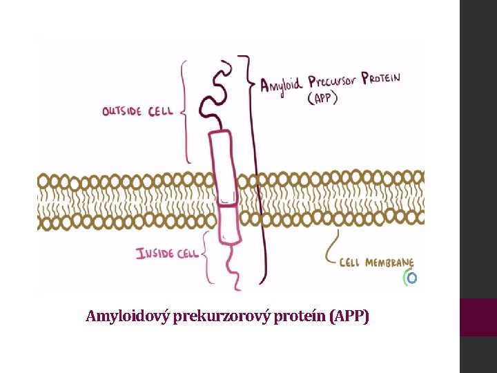 Amyloidový prekurzorový proteín (APP) 