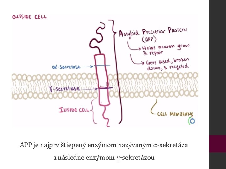 APP je najprv štiepený enzýmom nazývaným α-sekretáza a následne enzýmom γ-sekretázou 